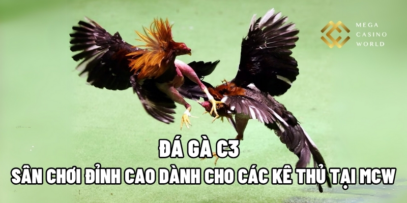 Đá gà C3
