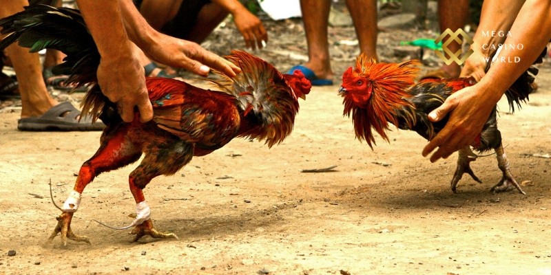 Vì sao đá gà MCW lại hấp dẫn người chơi đến vậy?