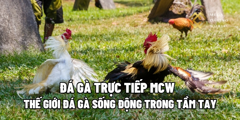 Đá gà trực tiếp MCW