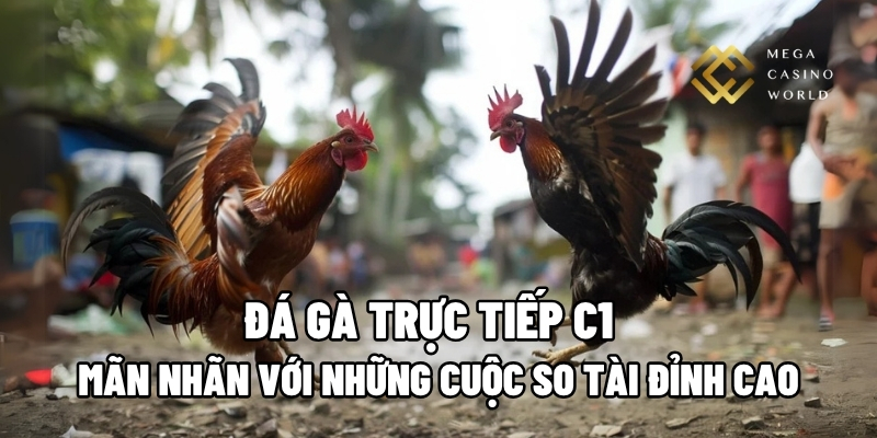 đá gà trực tiếp C1