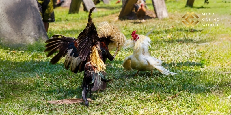 Tổng quan đá gà trực tiếp C1 dành cho người chơi mới