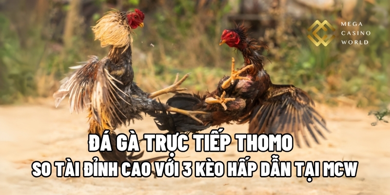 Đá gà trực tiếp Thomo